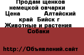Продам щенков немецкой овчарки! › Цена ­ 6 000 - Алтайский край, Бийск г. Животные и растения » Собаки   